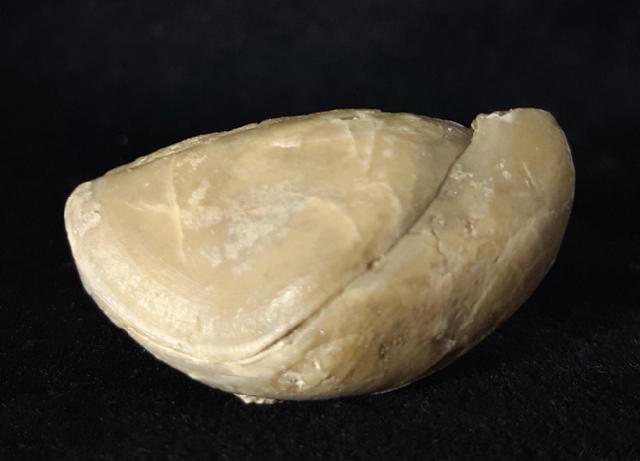 Sellithyris subsella LEYMERIE 1846 - Bild © FossNet FossilienStore